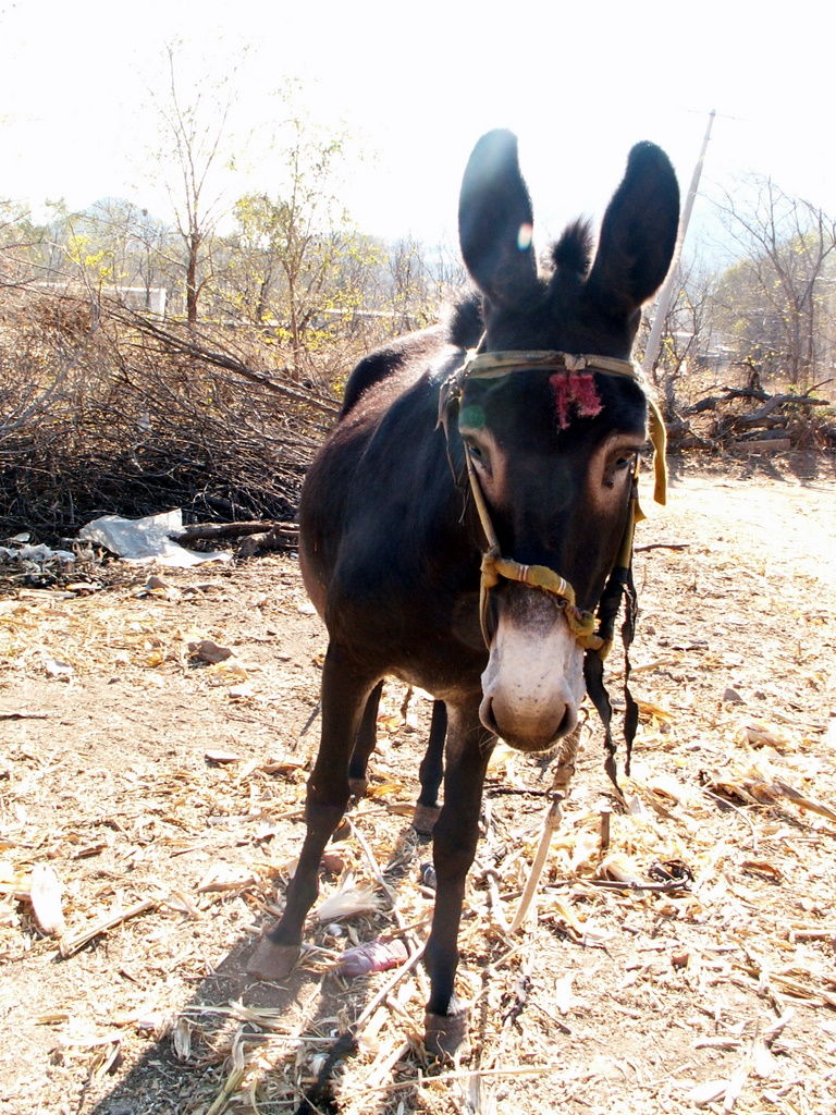 老驴