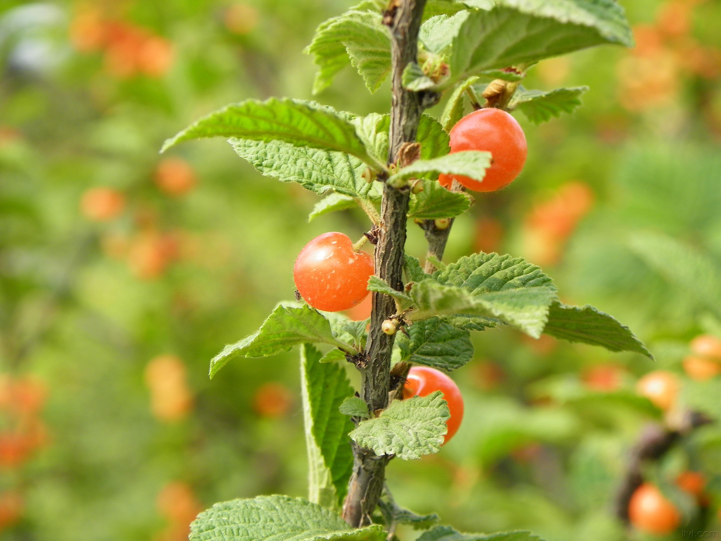  p>郁 a href="#">李仁 /a>为 a href="#">蔷薇科 /a>植物 a href="#"