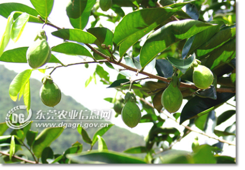 莞香树_百度百科