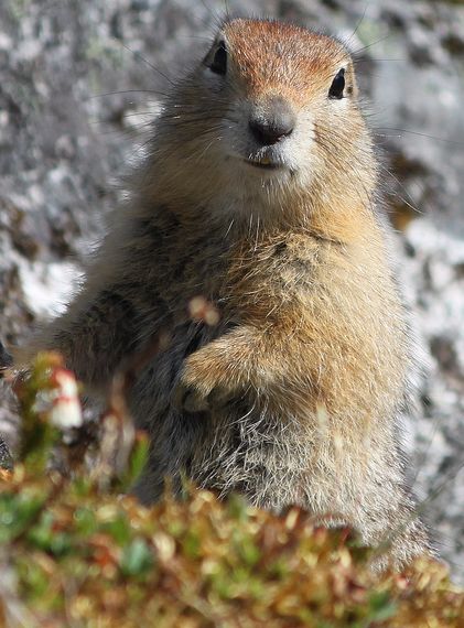  p>北极地松鼠(学名: i>spermophilus parryii /i>)体型和普通 a