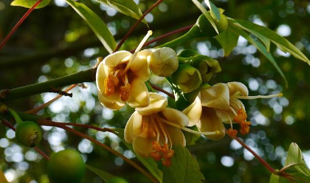  p>吉贝(学名 i>:ceiba pentandra /i> (l.) gaertn.