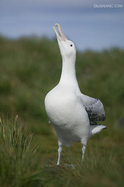 wandering albatross