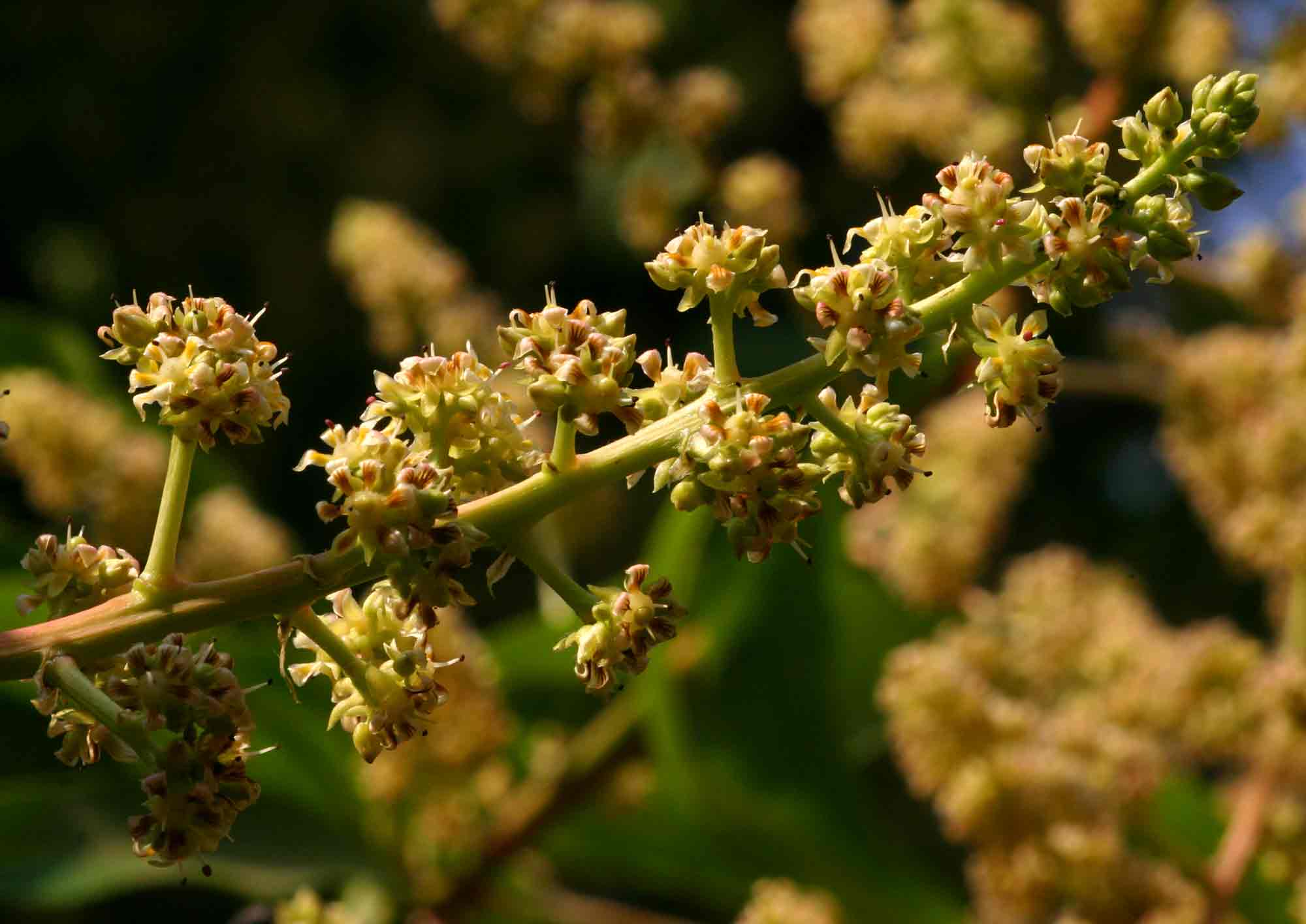 是漆树科,杧果属植物,俗称芒果.