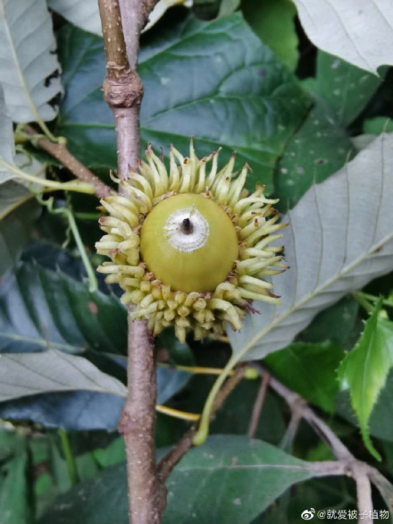 栓皮栎（壳斗科栎属植物）_百度百科