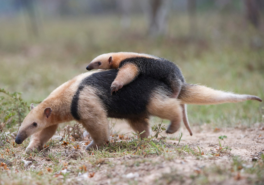  p>小食蚁兽(学名: i>tamandua tetradactyla /i>):是哺乳纲,披毛目的