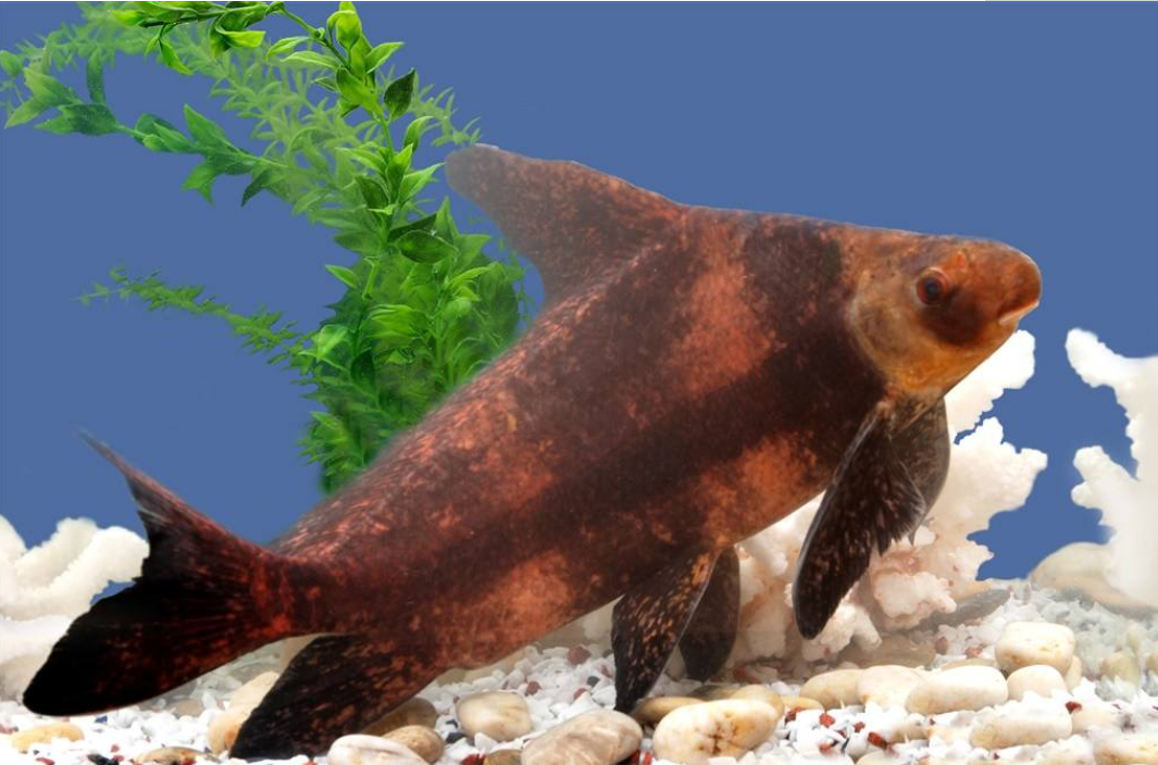 go0q7bmcm3">胭脂鱼(学名: i>myxocyprinus asiaticus /i>)是胭脂鱼科