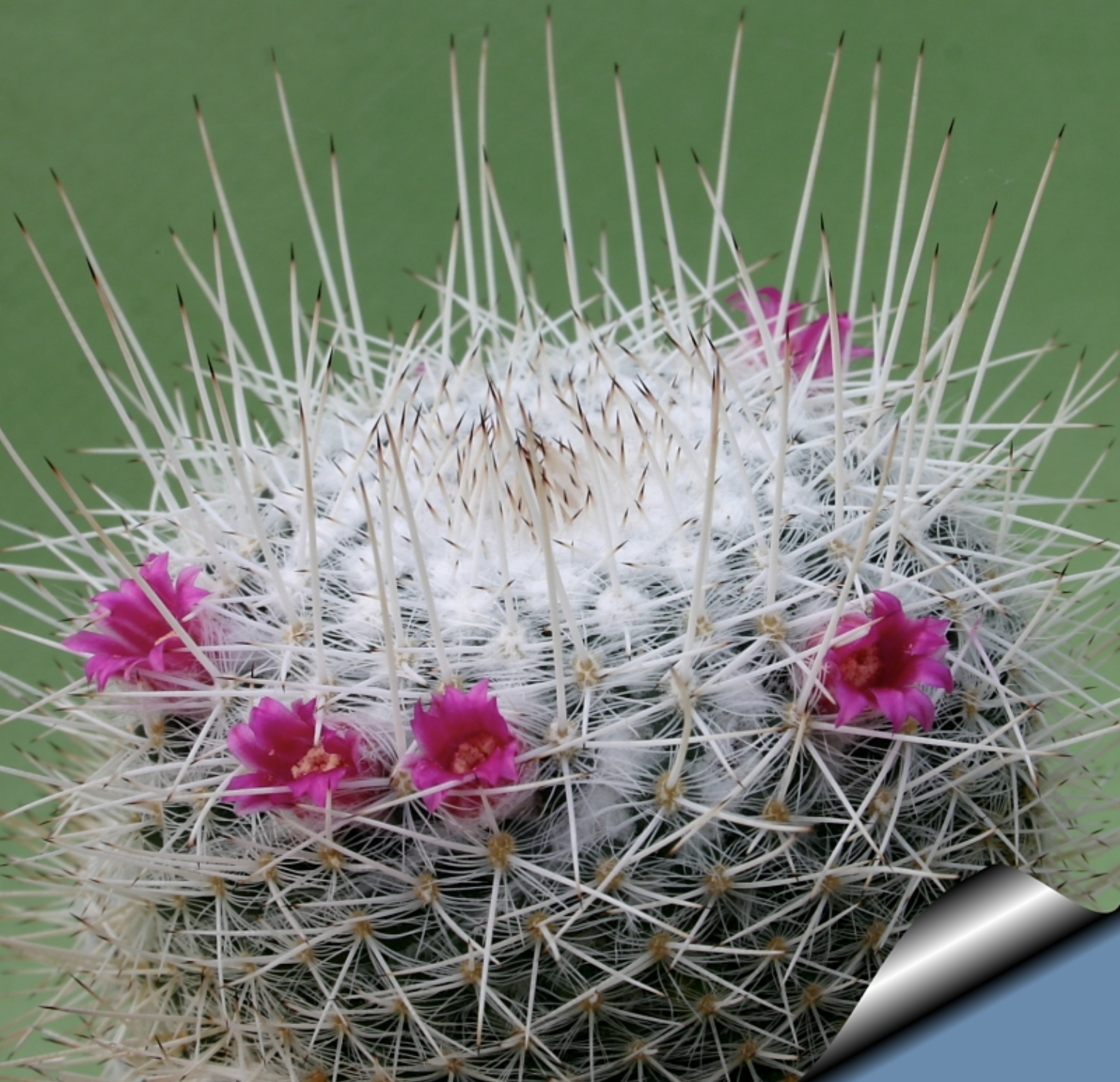  p>白玉兔(学名: i>mammillaria geminispina  /i>haw.