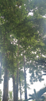 仁面树_百度百科