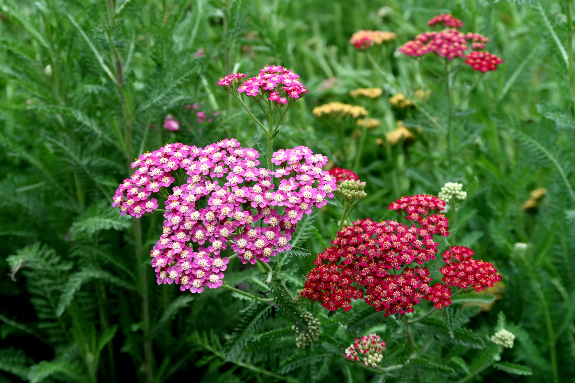 achillea millefolium l.