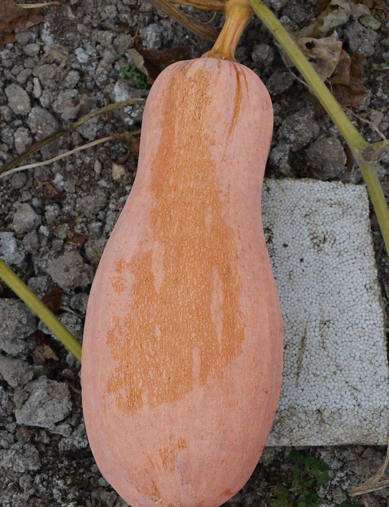 密本南瓜