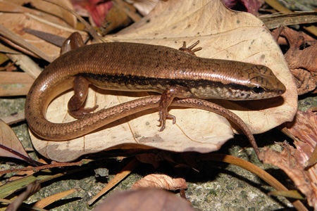  p>铜蜥龙属是种已灭绝 a target="_blank" href="/item/合弓纲