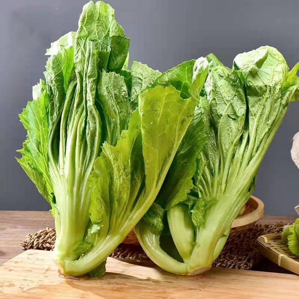  p data-id="gnzty7zurs">大叶芥菜(学名: i>brassica juncea /i> (l.