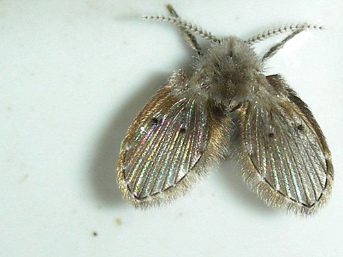 蛾蚋 这种生物令人有些烦 百科ta说