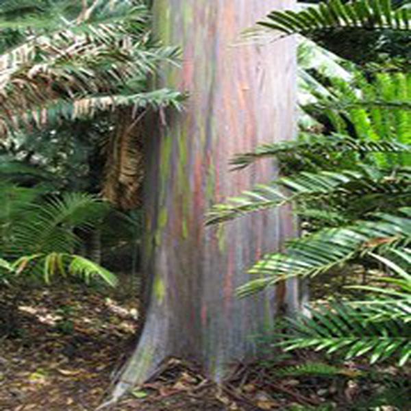eucalyptus deglupta