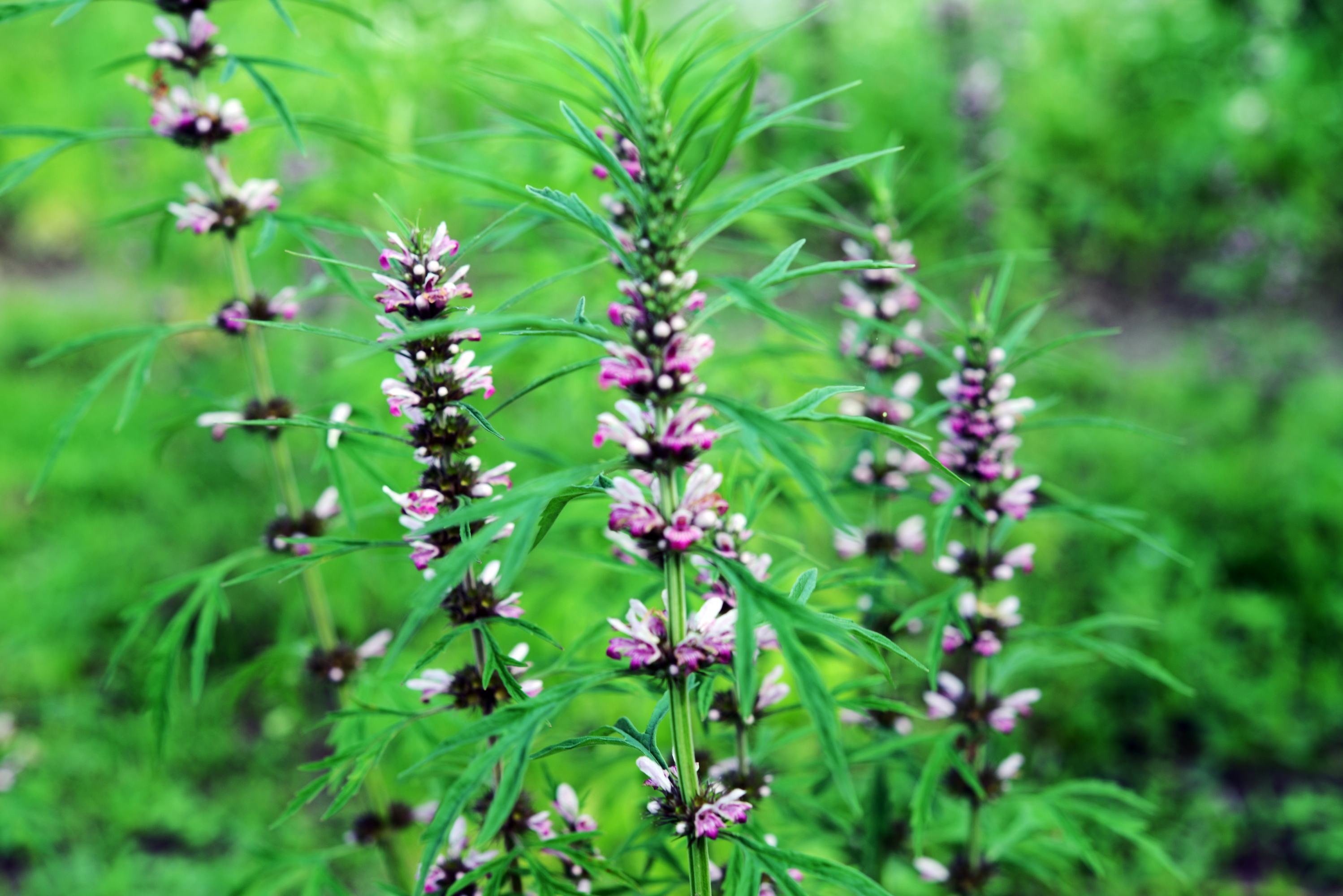 属唇形科益母草属一年生或二年生草本,根上有密生须根;茎直立,钝四