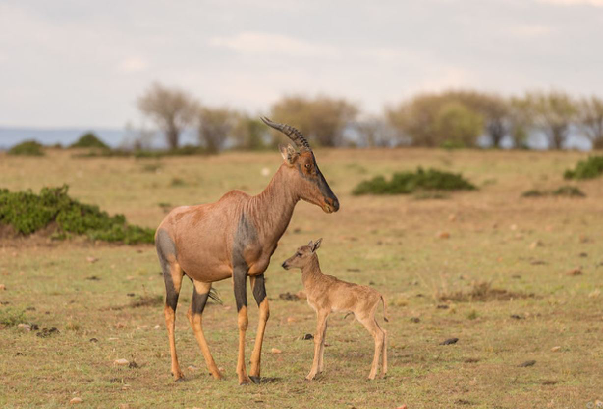 p>转角牛羚(学名: i>damaliscus lunatus /i> ):是哺乳纲,牛科的一种