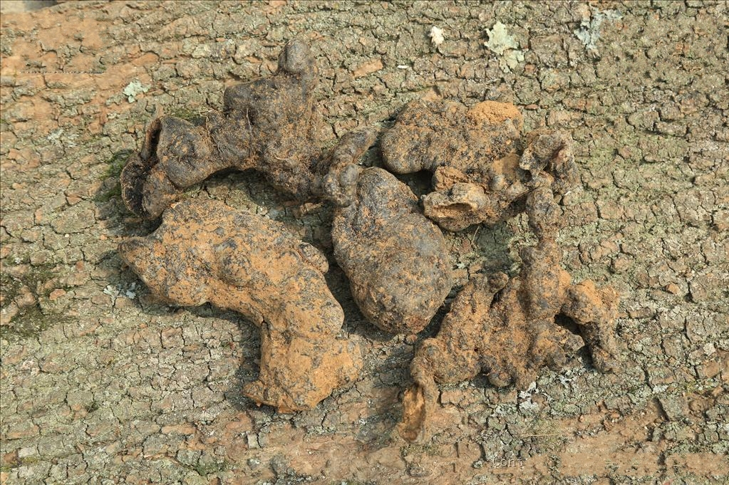  p>猪苓多孔菌(学名: i>polyporus umbellatus /i> (pers.) fr.