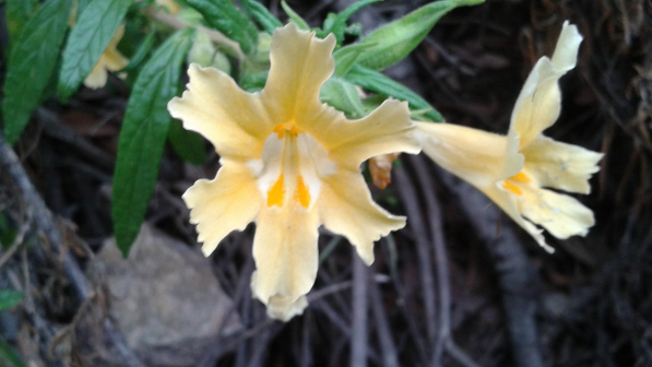 Diplacus longiflorus_百度百科