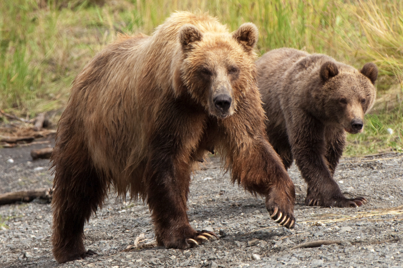  p>半熊为半熊亚科主要的成员.