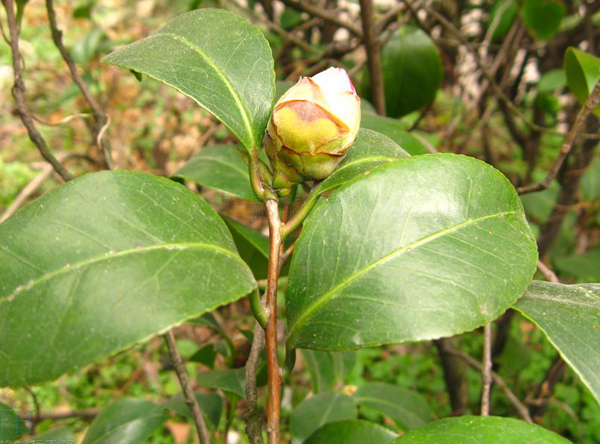  p>冬青叶桂樱(学名:laurocerasus aquifolioides chun ex yu et lu)