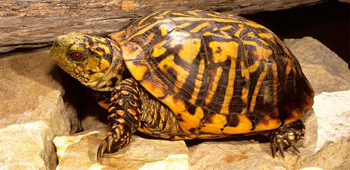 terrapene ornata