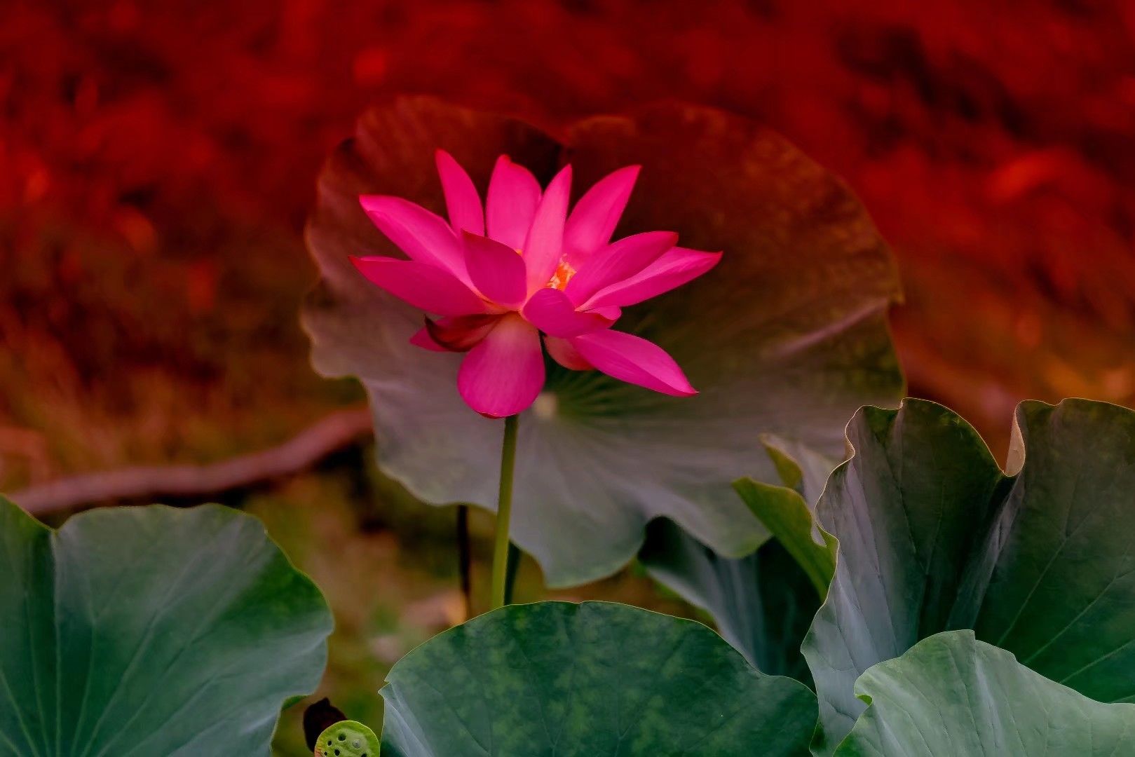 蔷花红莲图片,蔷花红莲_大山谷图库