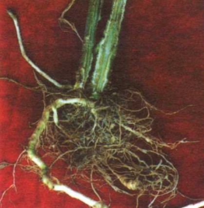 辣椒根结线虫病