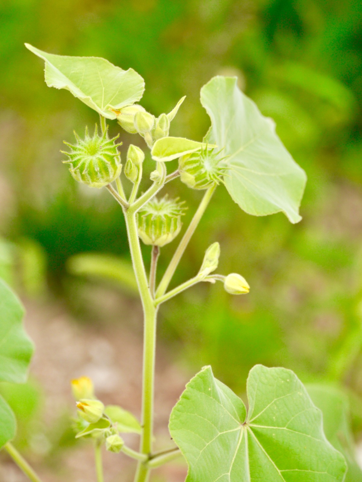 theophrasti /i> medicus)锦葵科苘麻属一年生亚灌木草本植物