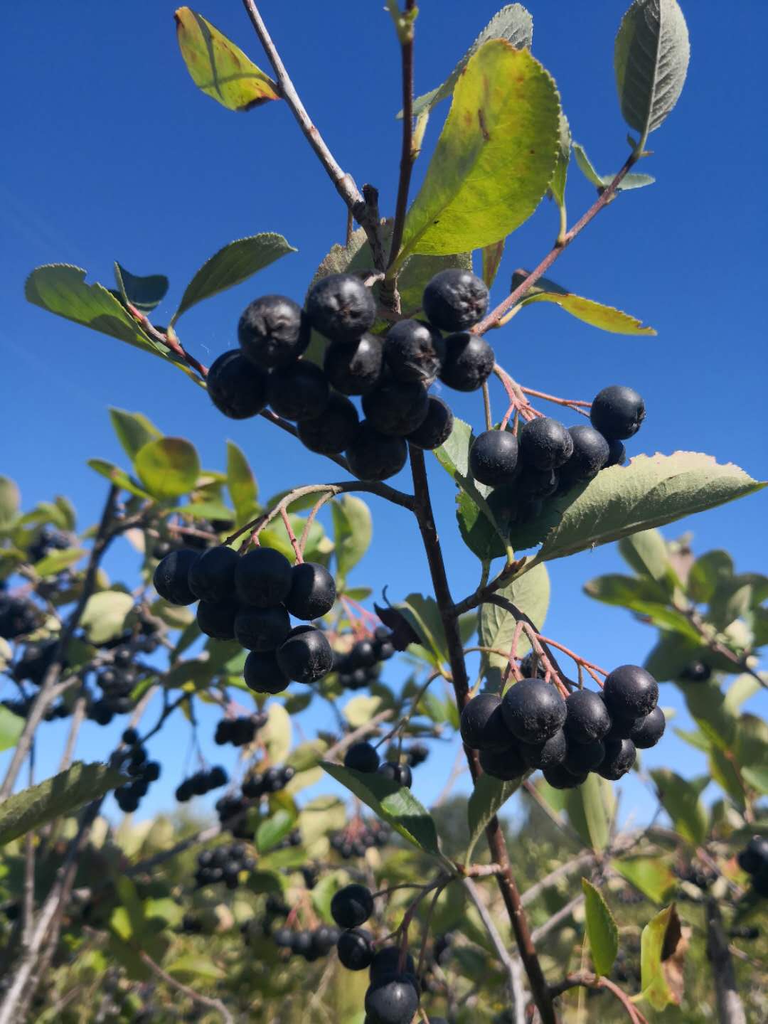 黑果腺肋花楸果