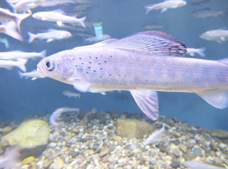  p>北极茴鱼(学名: i>thymallus arcticus /i>):是茴鱼科,茴鱼属的