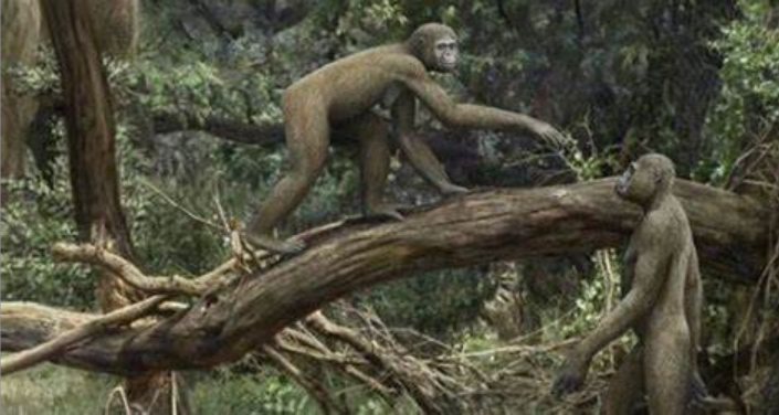 南方古猿埃塞尔比亚种