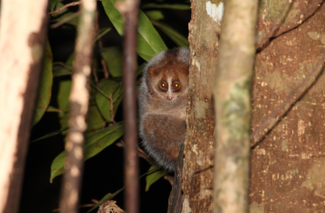  p>加里曼丹蜂猴(学名: i>nycticebus borneanus /i>):是灵长目,懒猴