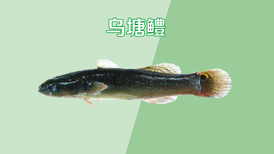 乌塘鳢:名贵食用鱼类