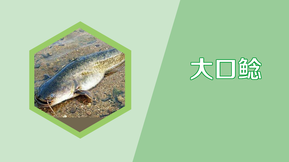 大口鲶:适合推广养殖的名优鱼类品种