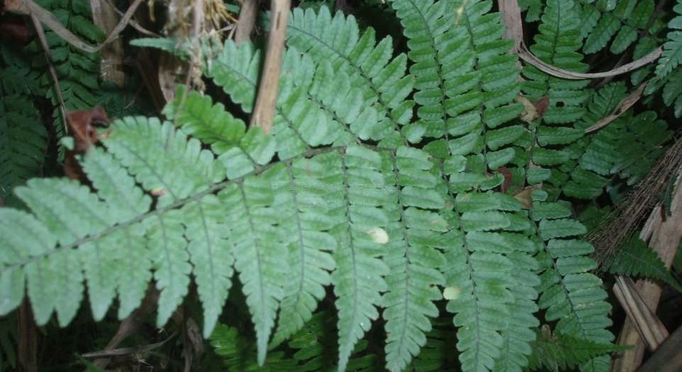  p>角蕨属(学名:cornopteris)是蹄盖蕨科一个 a href="#" data-lemma