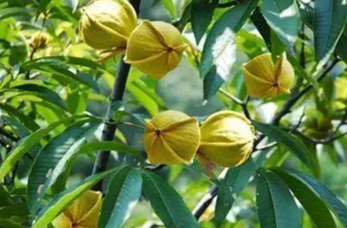 你们要抓的是碧根果 跟我山核桃有什么关系 碧根果不是山核桃 百科ta说