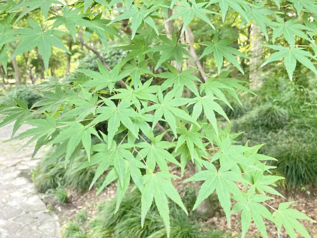 精灵之约健康上植 探秘槭树园内的药用植物 百科ta说