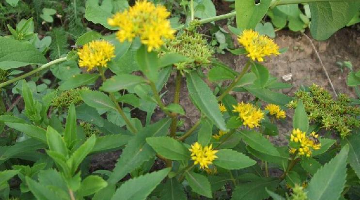 h. ohba var. tatarinowii