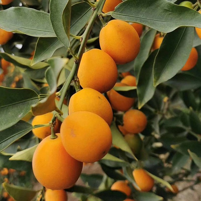  a target="_blank" href="/item/芸香科">芸香科 /a>金橘属常绿灌木