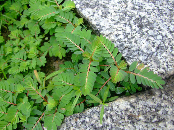 麻德拉斯叶下珠