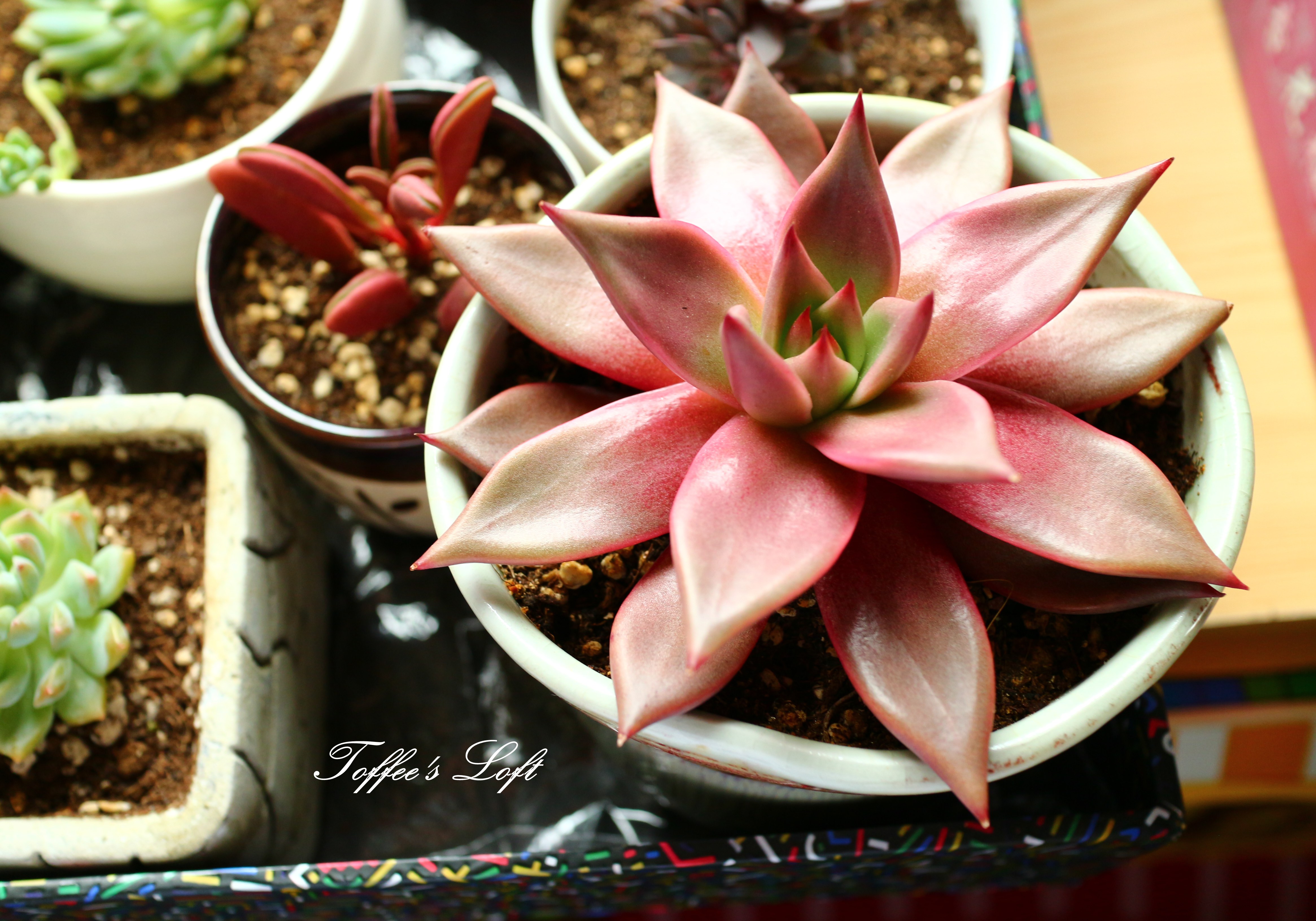  p data-id="tayulduseore">罗密欧,是景天科石莲花属的多肉植物.