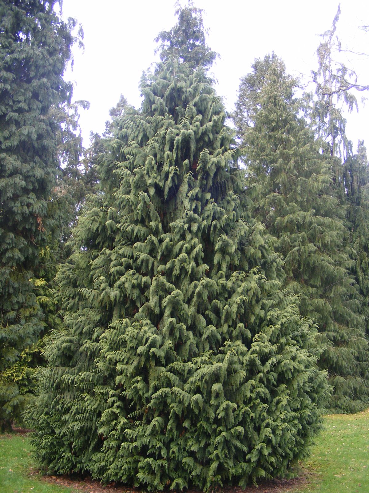  p>北美金柏(学名: i>callitropsis nootkatensis /i> (d.don) oerst.