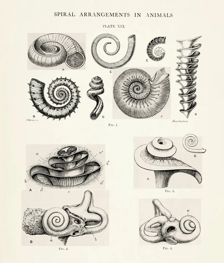 螺旋主义者的往事 百科ta说