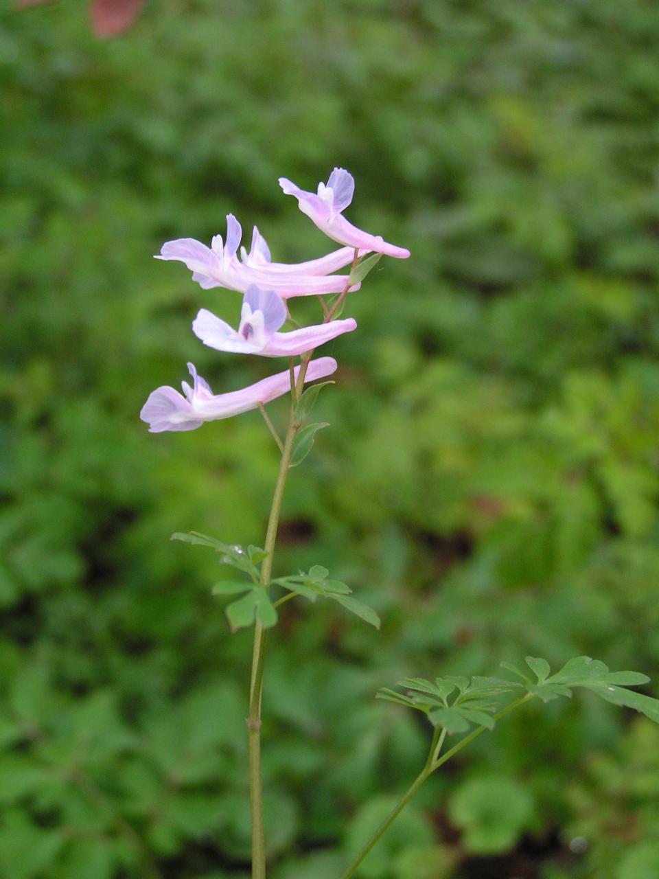  p data-id="go0hrmpjpb">紫堇花是一种罂粟科植物紫堇的花,主治脱肛