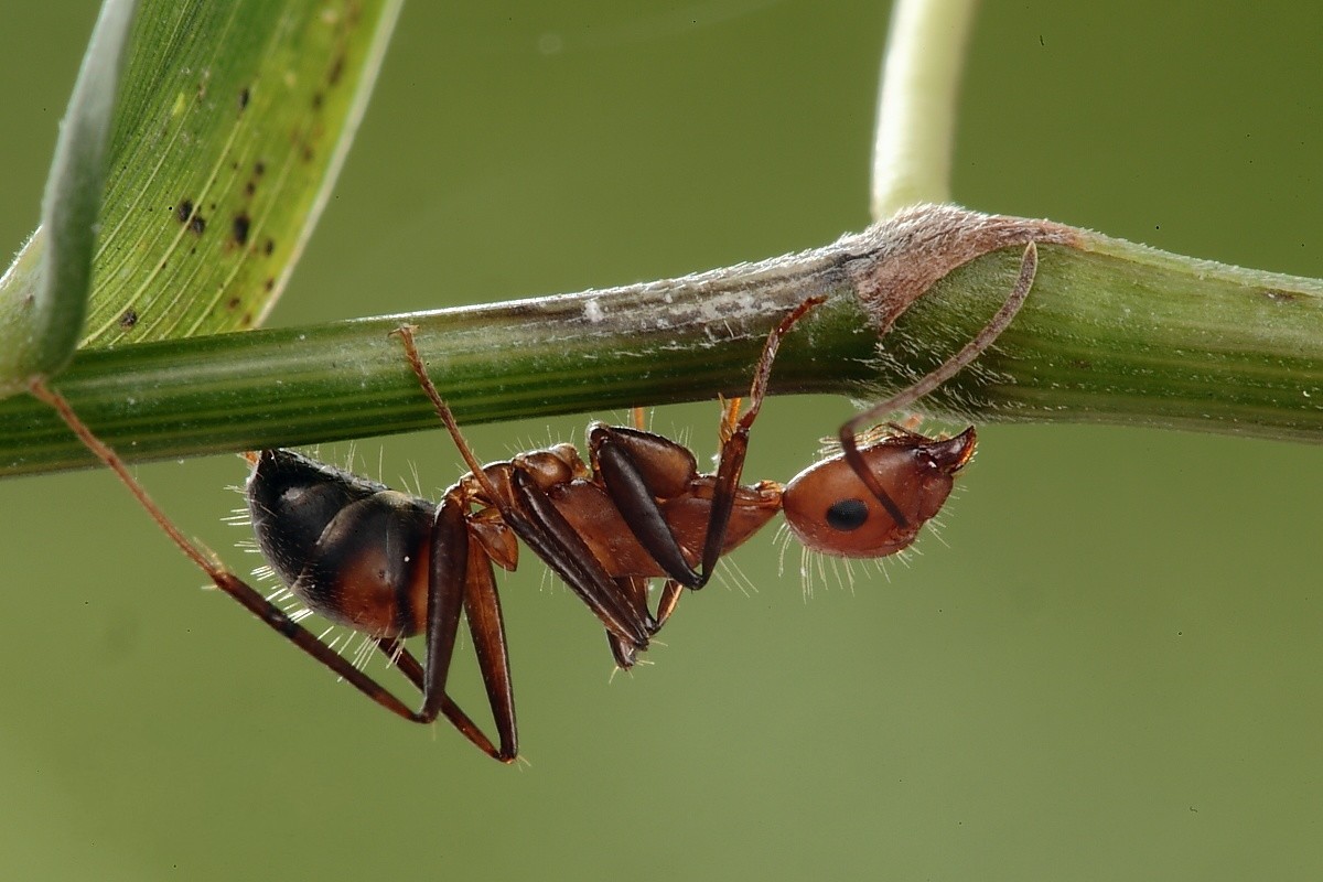 ">膜翅目 /a>- a href="#" data-lemmaid="6265185">蚁科 /a>- a href