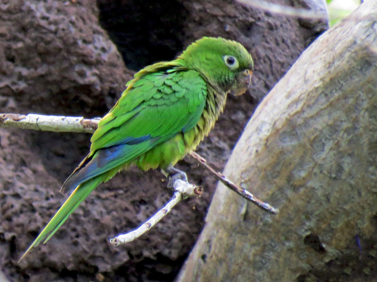  p>阿兹台克锥尾鹦鹉(学名: i>eupsittula astec /i>):是鸟纲,鹦鹉科