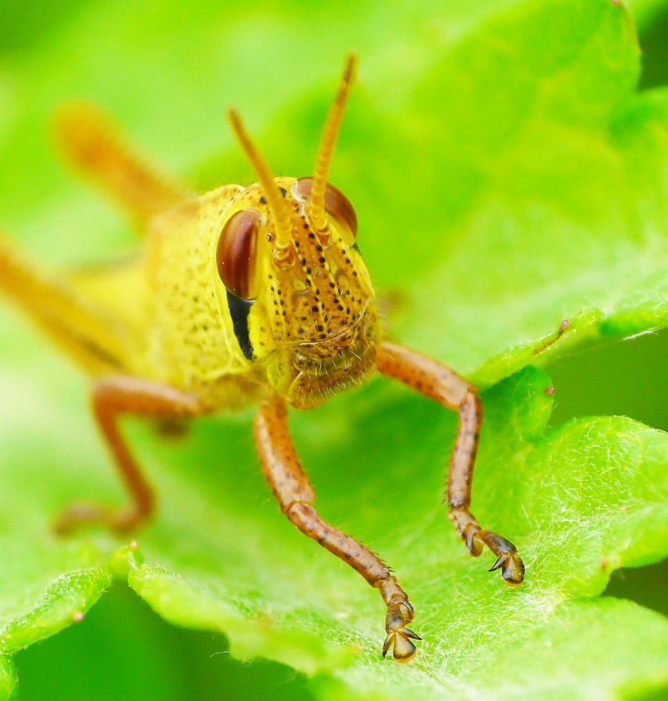 的动物,又称 a target="_blank" href="/item/真体腔动物/7647596"