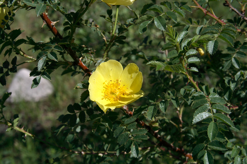  p>腺叶蔷薇(学名: i>rosa kokanica /i>  regel ex juz.