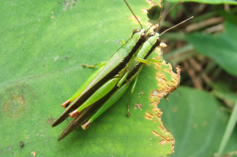 竹蝗