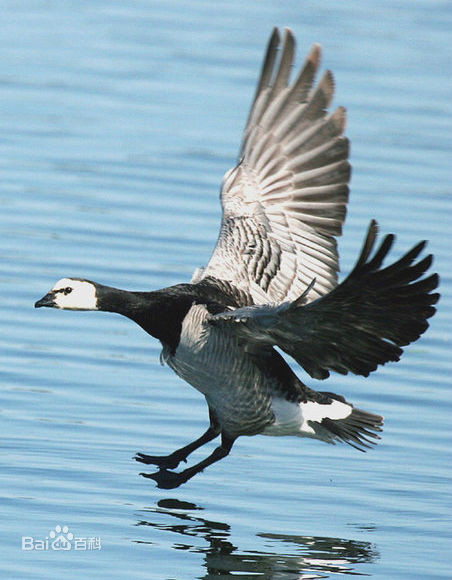 白颊黑雁